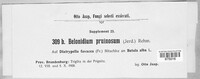 Belonidium pruinosum image